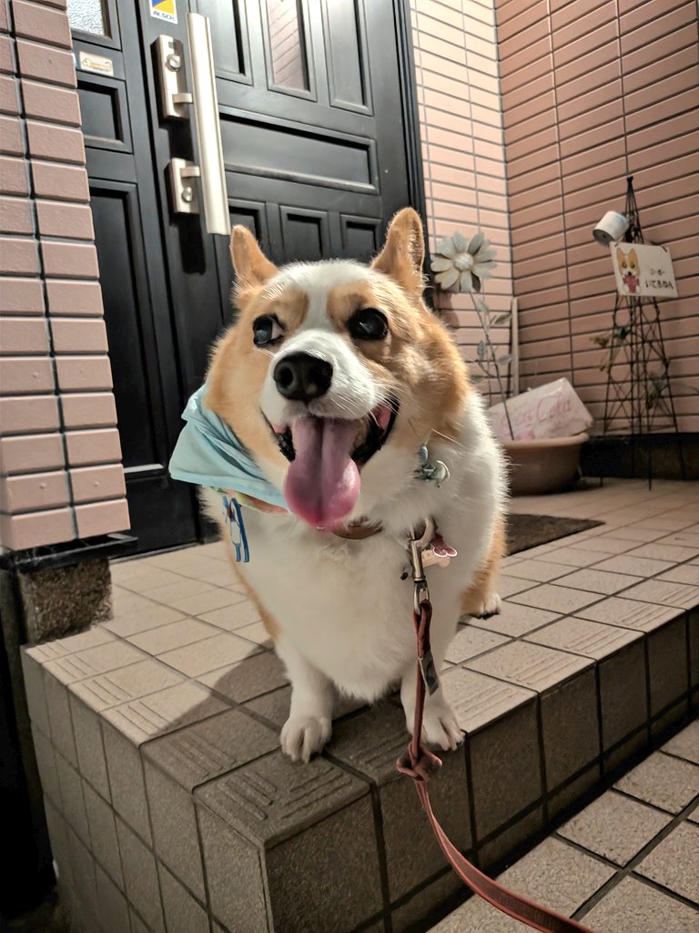 コーギー