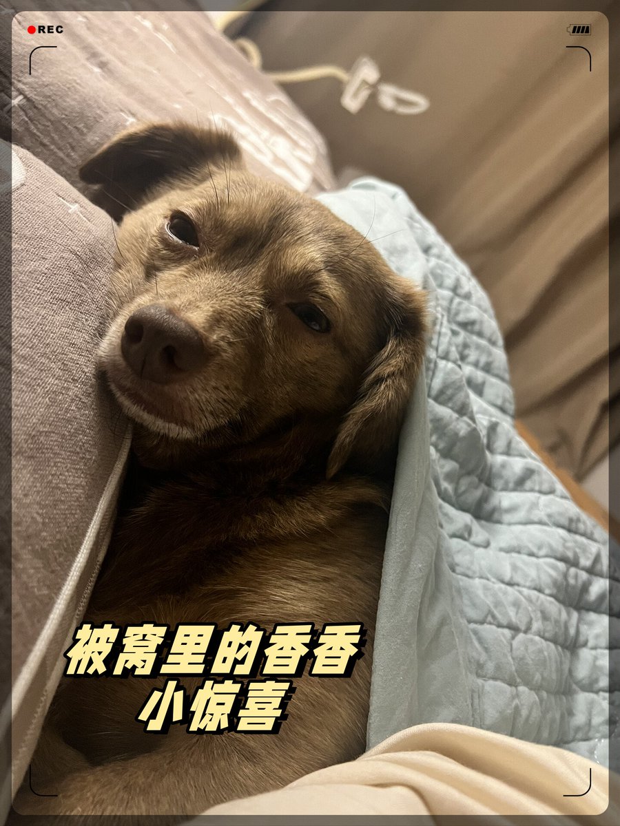 Volodim85574606's tweet photo. My rescue pup, Mochi, made my boring workday way brighter  Some fluffy cuddles are all you need to beat the Monday blues! https://t.co/gRWI0aRHm0