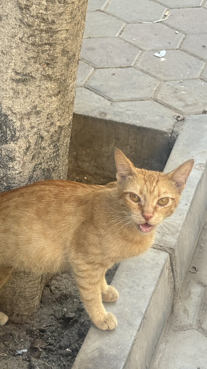 7n_D3's tweet photo. Egypt https://t.co/bqPCCyhvDy