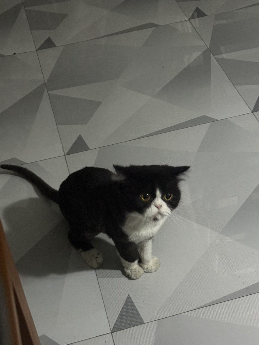 Tdhbac's tweet photo. Meet my client’s cat! Hahaha . Got booked 5x by my client already! If you’re interested to book, just hmu!
#alterpampanga
#alterbacolor
#alterangeles
#jakolph
#bagets https://t.co/fmROIXW4dk