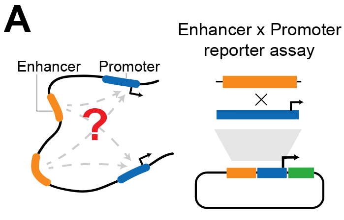 yxjtan's tweet photo. Does E-P compatibility play a role? We and others have used massively parallel reporter assays (MPRAs) to test thousands of combinations.

Yet, findings have ranged widely — from enhancers activating all promoters equally to highly specific activation of select promoters. https://t.co/k8oituYa2a