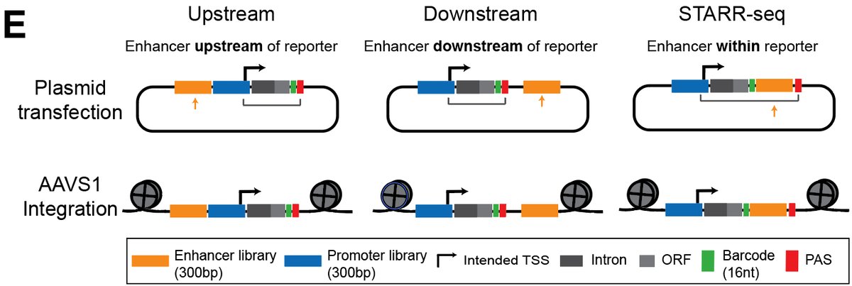 yxjtan's tweet photo. Prior studies used different reporter designs. After some tinkering, we began to suspect two variables were confounding results; so, we compared 6 designs head-to-head.

Do the same E-P pairs give different results in different assays? https://t.co/l3FJ5TPC2k