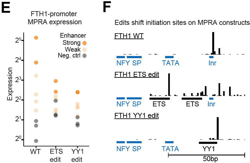 yxjtan's tweet photo. Editing these motifs modulates promoter responsiveness to produce a non-intuitive effect: 
basal activity increases but maximum output decreases!

Edits also redistribute TSSs, implicating recruitment or assembly of the PIC as possible mechanisms to mediate responsiveness. https://t.co/RVG52wJUWl