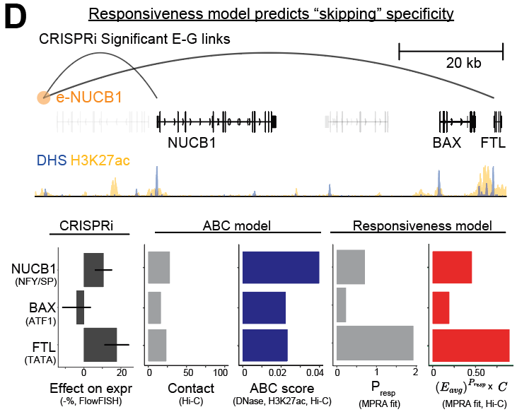 yxjtan's tweet photo. Genes with responsive promoters are regulated by more enhancers and sensitive to their perturbation. 
Genes with non-responsive promoters (many housekeeping genes) are insensitive to and skipped by enhancers. https://t.co/wP52uIOb1Y