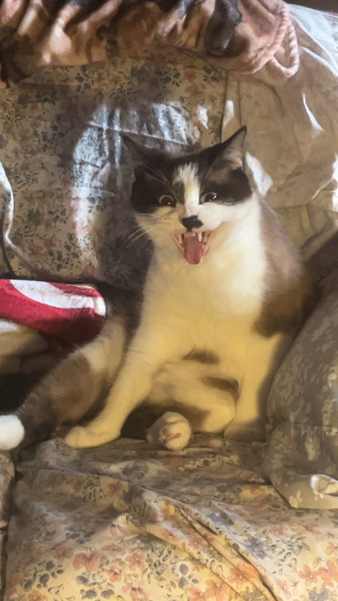 CodyGoode9's tweet photo. @itsme_urstruly Caught him mid yawn and surprised, masterpiece https://t.co/V9QFgTkbVD
