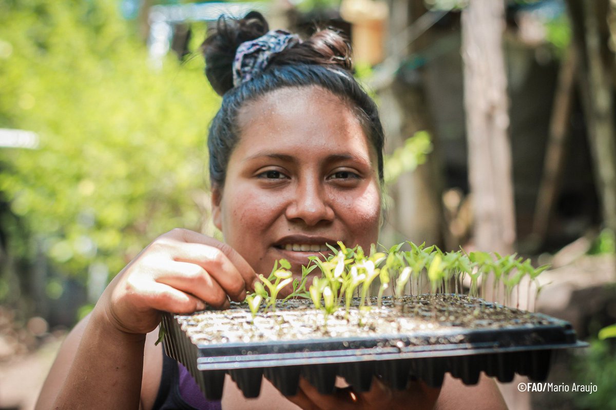 FAOElSalvador's tweet photo. 💪👩‍🌾 Más de 19 mil mujeres formaron parte del proyecto #RECLIMA, liderando la resiliencia climática desde sus comunidades. 
Ahora promueven prácticas sostenibles, restauran ecosistemas y multiplican el cambio. 🌱💦🌳#MujeresRurales @theGCF @FAOclimate #AñoDeLaAgricultora https://t.co/rSrhhniiyM