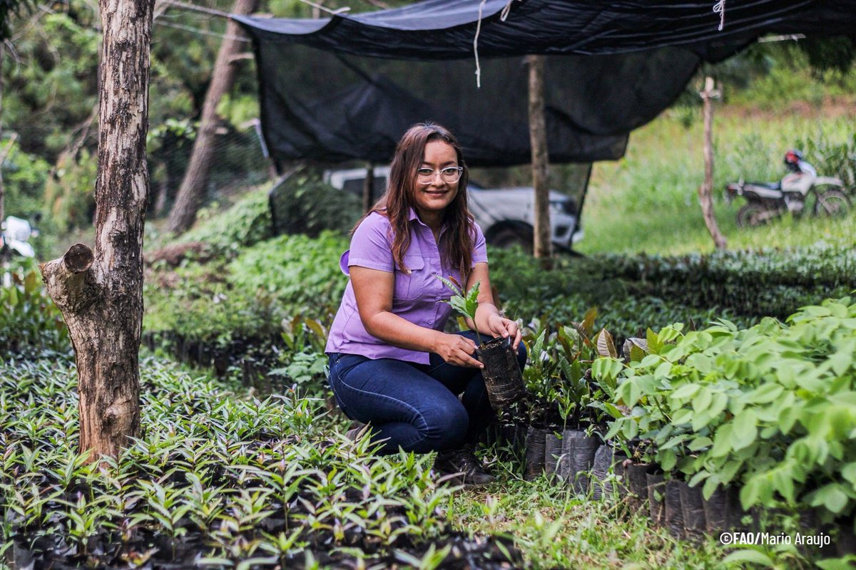 FAOElSalvador's tweet photo. 💪👩‍🌾 Más de 19 mil mujeres formaron parte del proyecto #RECLIMA, liderando la resiliencia climática desde sus comunidades. 
Ahora promueven prácticas sostenibles, restauran ecosistemas y multiplican el cambio. 🌱💦🌳#MujeresRurales @theGCF @FAOclimate #AñoDeLaAgricultora https://t.co/rSrhhniiyM