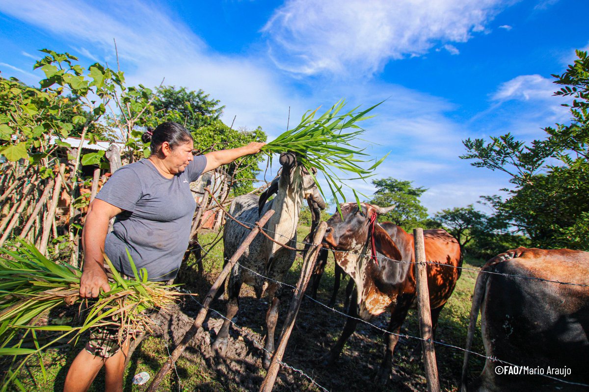 FAOElSalvador's tweet photo. 💪👩‍🌾 Más de 19 mil mujeres formaron parte del proyecto #RECLIMA, liderando la resiliencia climática desde sus comunidades. 
Ahora promueven prácticas sostenibles, restauran ecosistemas y multiplican el cambio. 🌱💦🌳#MujeresRurales @theGCF @FAOclimate #AñoDeLaAgricultora https://t.co/rSrhhniiyM