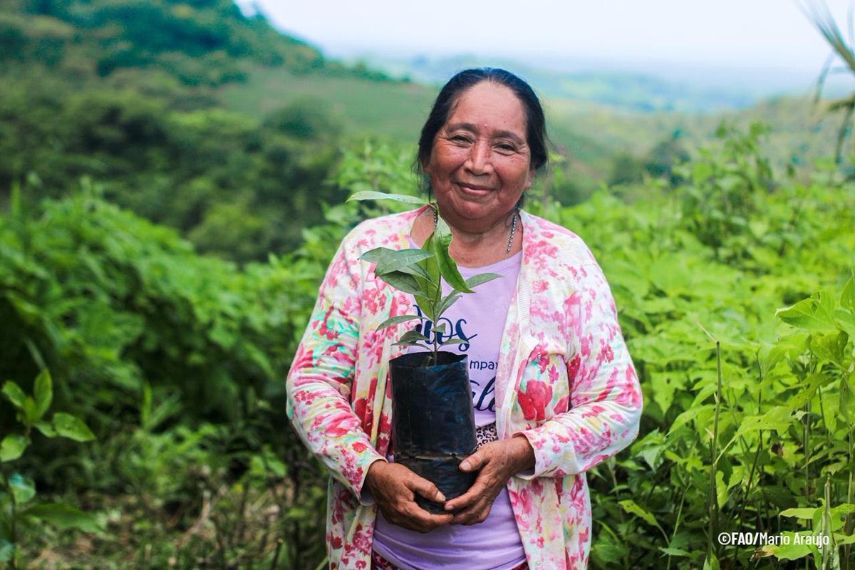 FAOElSalvador's tweet photo. 💪👩‍🌾 Más de 19 mil mujeres formaron parte del proyecto #RECLIMA, liderando la resiliencia climática desde sus comunidades. 
Ahora promueven prácticas sostenibles, restauran ecosistemas y multiplican el cambio. 🌱💦🌳#MujeresRurales @theGCF @FAOclimate #AñoDeLaAgricultora https://t.co/rSrhhniiyM