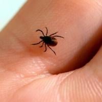 AgentAprilLusk's tweet photo. Northern Virginia residents should brace for a surge in Lyme disease and other tick-borne illnesses as warmer weather and a ...
https://t.co/z7vqGbcXbI https://t.co/LDCXp2wOIF