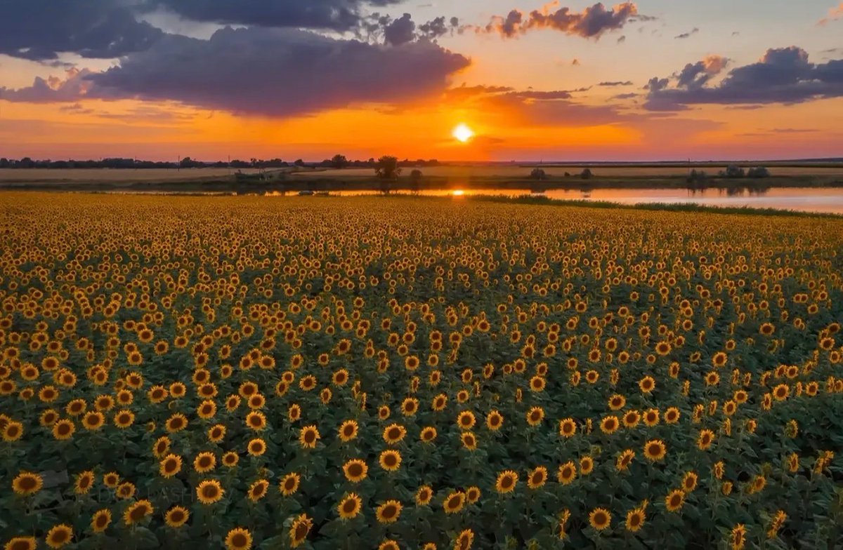 sunflowerchives's tweet photo. Would you take pics here or just breathe it in? https://t.co/B8q2gZsYBC