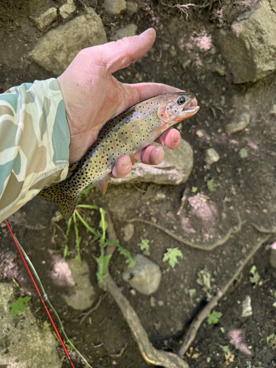 BeauKnows43's tweet photo. Utah Cutt Slam
Bonneville Cutthroat Trout
Millcreek Canyon https://t.co/WcKGA0B6Ob