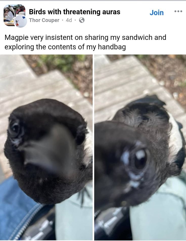 Raven tweet media