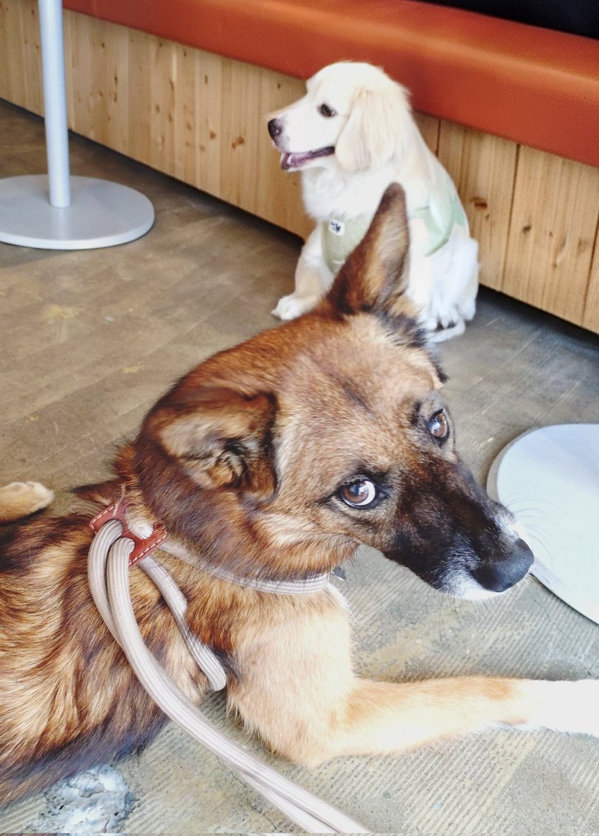 ruhchan1's tweet photo. 今朝は仲良しワンコとゆるっとしてきた。

あめ🐶

#保護犬 https://t.co/6GwkxUChu0