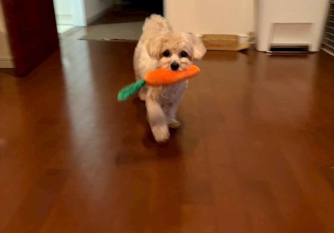 0907miso's tweet photo. にんじんとみそくん https://t.co/3V863aeQFA