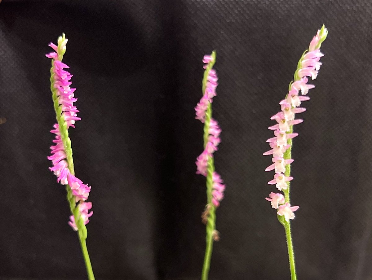 imolab23's tweet photo. 我が家のネジバナ Spiranthes sinensis さん。左巻き、右巻き、無巻きが見比べられる贅沢な寄せ植えです！！巻く向きだけじゃなくて巻きのゆるさ、花弁の大きさ、色合いなど、個体によって表情が全然違って可愛い https://t.co/jmYGbZZalX