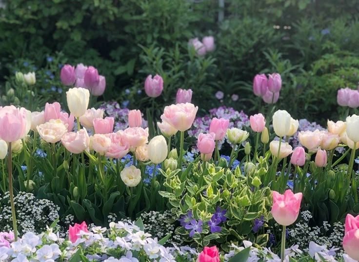 kooromi19's tweet photo. like these flowers, bloom without permission https://t.co/0D6htEoSfT