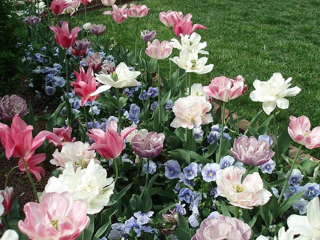 kooromi19's tweet photo. like these flowers, bloom without permission https://t.co/0D6htEoSfT