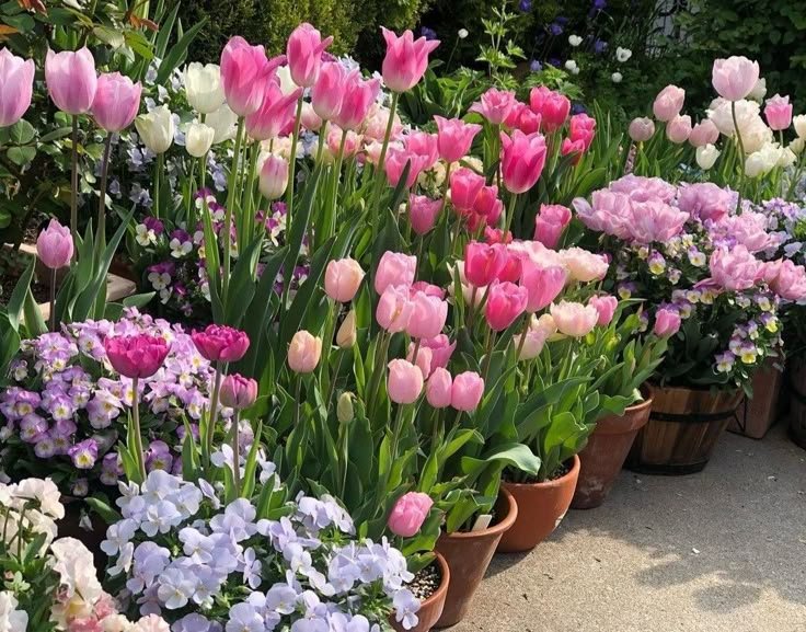 kooromi19's tweet photo. like these flowers, bloom without permission https://t.co/0D6htEoSfT