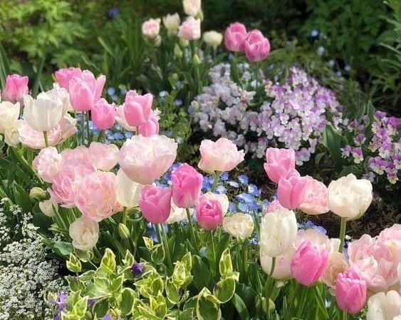 kooromi19's tweet photo. like these flowers, bloom without permission https://t.co/0D6htEoSfT