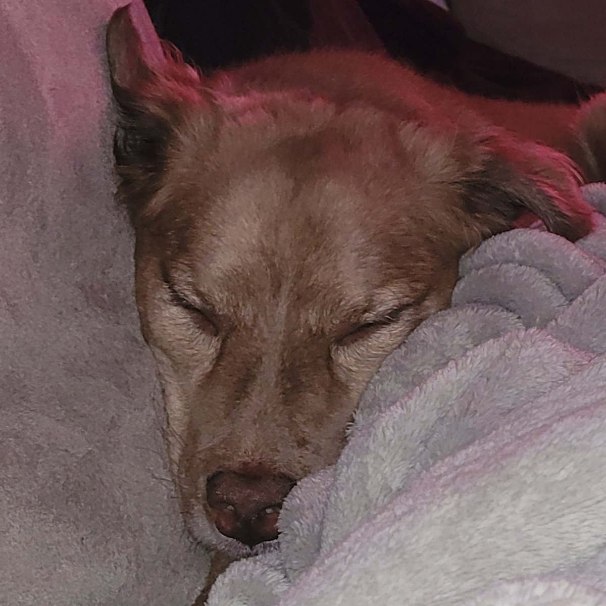 itsWolf's tweet photo. Going through Cancer again sucks but i have a great support team. This is Gideon he does a lot of the heavy lifting.
#fuckcancer #servicedog https://t.co/2xneSXigBv
