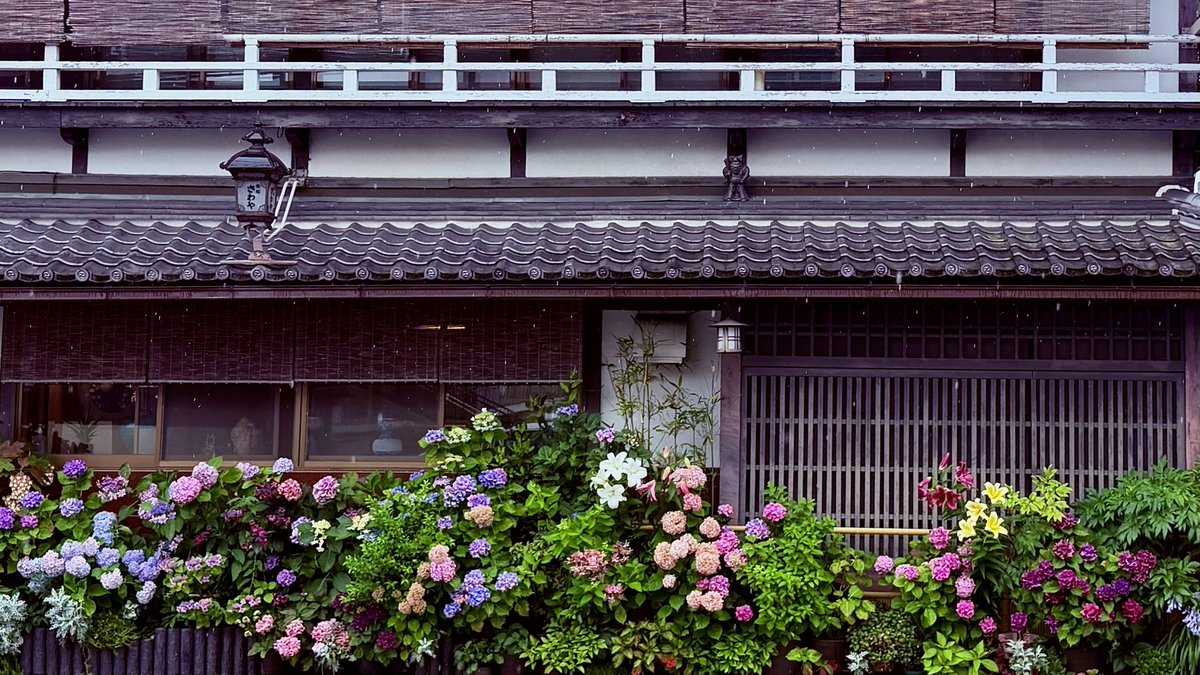 kyoto1986's tweet photo. 京の紫陽花
🍃💜🍃💜🍃
#京都紫陽花
#京の紫陽花
#聖護院 https://t.co/lTNfm69RXx
