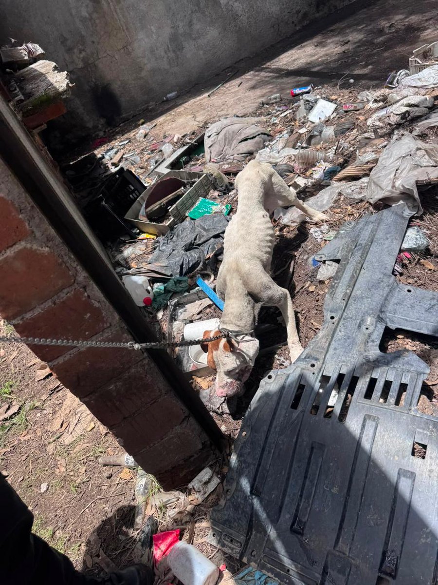 michangoonga's tweet photo. 🐾🐶 Cateo En Maravatío Permite El Rescate De 3 Cachorritos Y Su Madre En Condiciones Deplorables

🚨 Los ejemplares carecían de agua y alimento, por lo que fueron asegurados de manera inmediata para salvaguardar su integridad ⬇️

https://t.co/3sUmPHsoL7 https://t.co/B37kRdgT9f