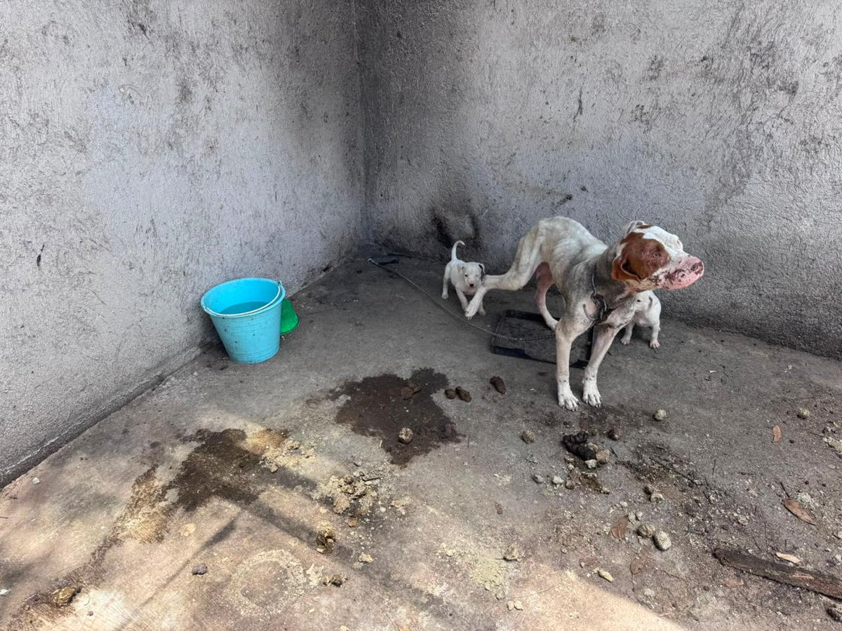 michangoonga's tweet photo. 🐾🐶 Cateo En Maravatío Permite El Rescate De 3 Cachorritos Y Su Madre En Condiciones Deplorables

🚨 Los ejemplares carecían de agua y alimento, por lo que fueron asegurados de manera inmediata para salvaguardar su integridad ⬇️

https://t.co/3sUmPHsoL7 https://t.co/B37kRdgT9f