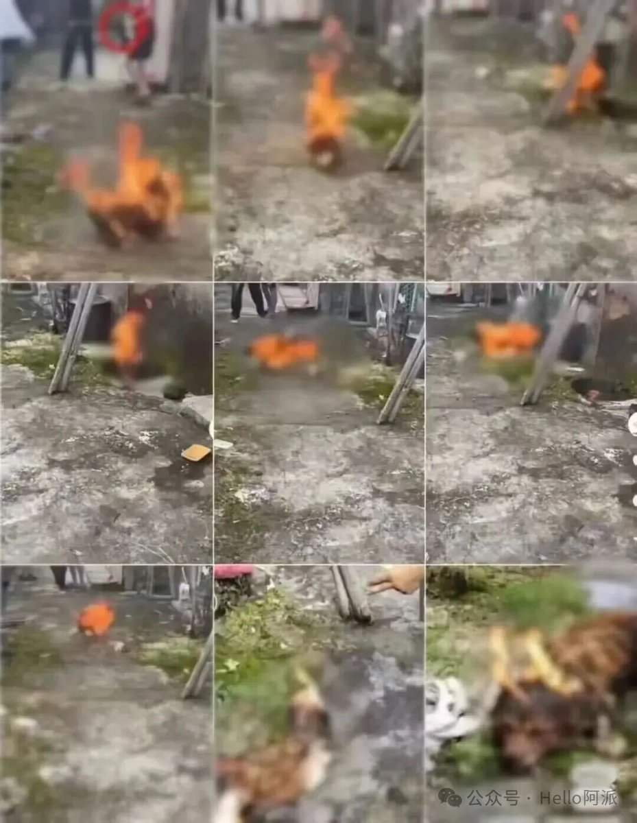 bless_animals's tweet photo. SHOCKING THE WORLD! On June 28 in Jieyang, Guangdong Province, China, 4 teenagers brutally tortured and killed a mother dog and her puppies in the most horrific way! https://t.co/H7EzY97V4l