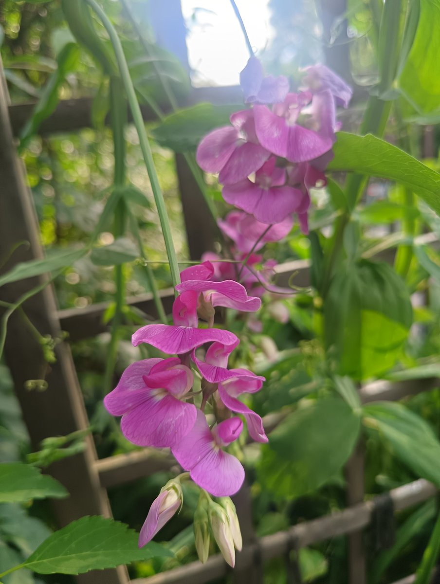 GGanszczyk's tweet photo. Czerwcowe kwiaty u Babci w ogrodzie. 😊💚🌼🪻💮 #Flowers #garden #June30th #Summer #NaturePhotography https://t.co/d8g8lmxcsK