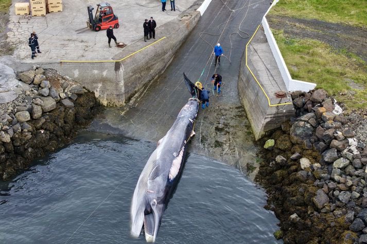 HvalaFrettir's tweet photo. The 10th fin whale has been killed. 

When they brought it to the station, the national anthem was played and a man was seen holding and making obscene displays with the severed penis of the whale whilst others yelled “go Iceland!” 

This is the mentality of Icelandic whalers. https://t.co/c1iAgzYAuf