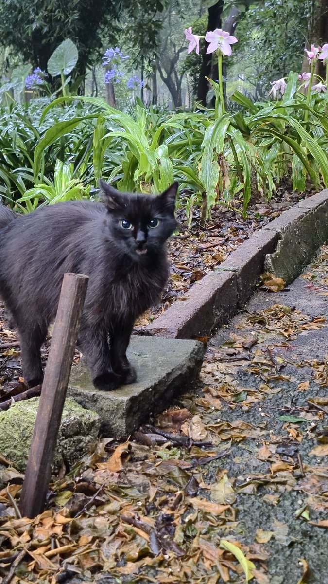 efrencasas's tweet photo. #TuesdayMotivation #running #nikerunning #yoelegicorrer #fitover61 #corrersana #RunDay #Chapultepec #CDMX #Laufen #esdecorredores 🐈⬛ https://t.co/3C516G90aH