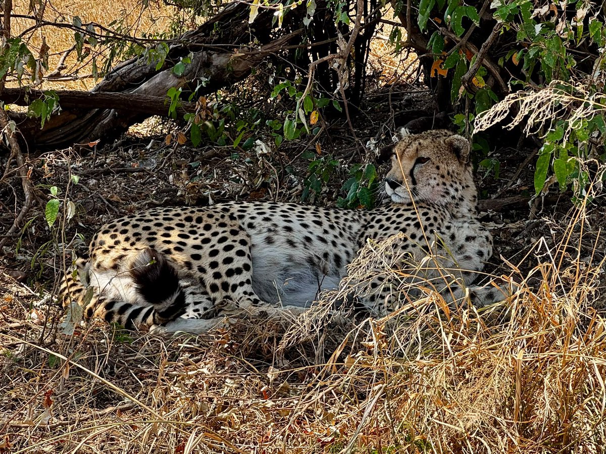 AfricanSafyr's tweet photo. Masai Mara energy = zero rush 😮‍💨🐆 

Cheetahs sleep 18+ hours a day. Hard life being the fastest animal on earth. 

*Plan your Masai Mara safari and explore the Mara at your own pace* ✈️ 

 #lovecats #safarimoments #africaroars https://t.co/CcmNi1uxlz