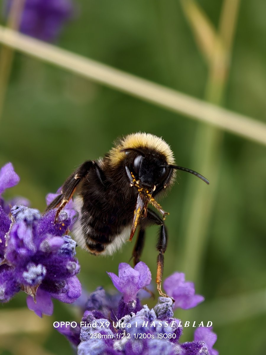 Rickcraig38's tweet photo. Few macro shots from #OppoFindX9Ultra
#ShotOnSnapdragon
#JuneZoom https://t.co/51UpVRs4rt