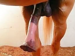 Sizemare's tweet photo. Cool equine fact: every country in the world will classify horse dick as a “suck on sight” in 2027. They will also have a stud on every block corner 

#horse #horses #beast #stallion #stable #farmlife #zoo #cuck #bnwo #statistic https://t.co/Wuo6ZOvl7P