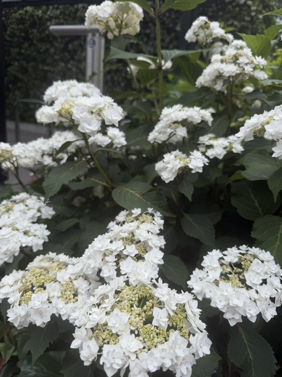 sanctionedoff's tweet photo. I love beautiful white flowers ! https://t.co/pNtpqKTOJb