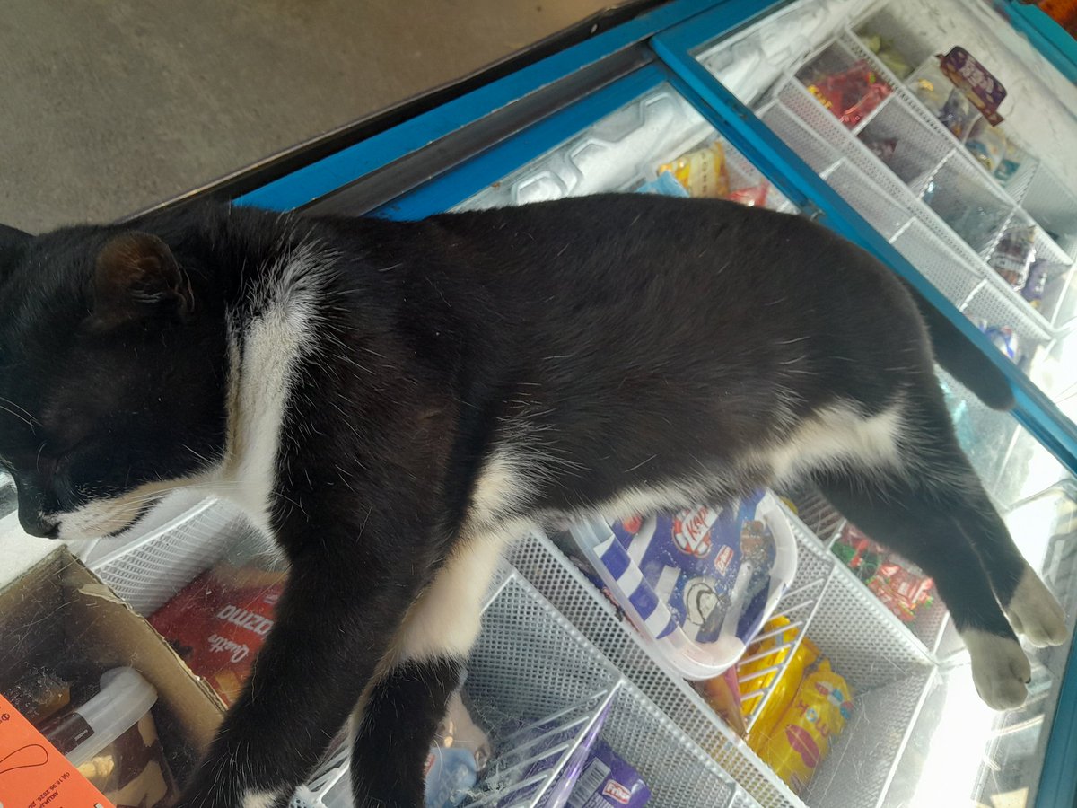 zuja_lica's tweet photo. @PalaMonada Da znaš kakva je to dobrica jedna od mačka, duša debela. 😻 https://t.co/TrMiYLN3PE