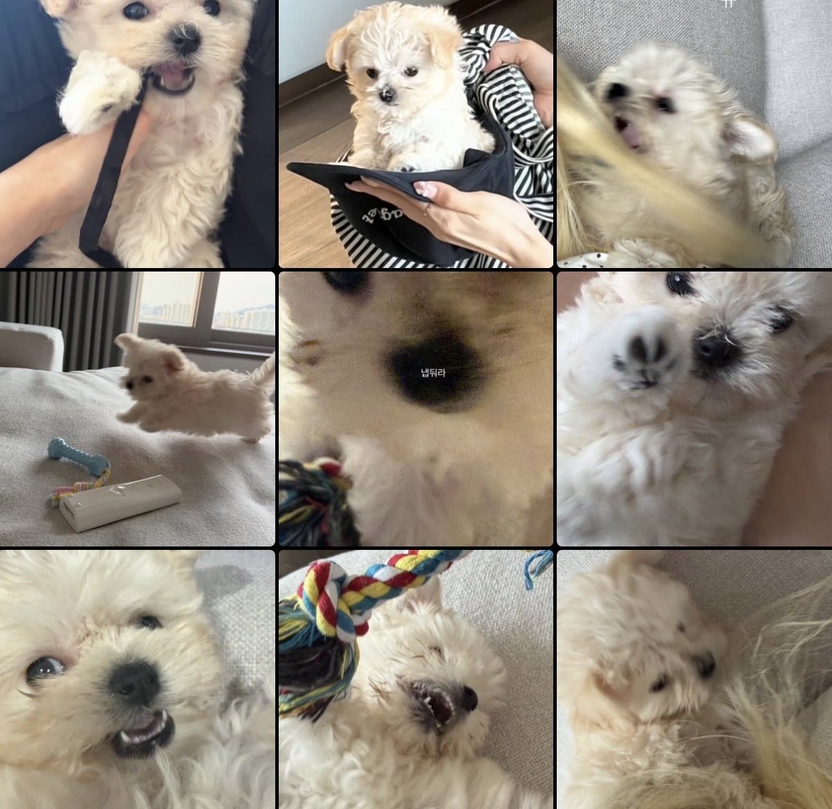 zzabee_'s tweet photo. 솔직히 친구들 강아지 보고 약간 영혼없이 귀엽다 하는 편이었는데 뽀뇨는 진짜 너무 귀엽다.. 움직이는 뽀뇨 원해요🫪 https://t.co/TyFRseOPgn