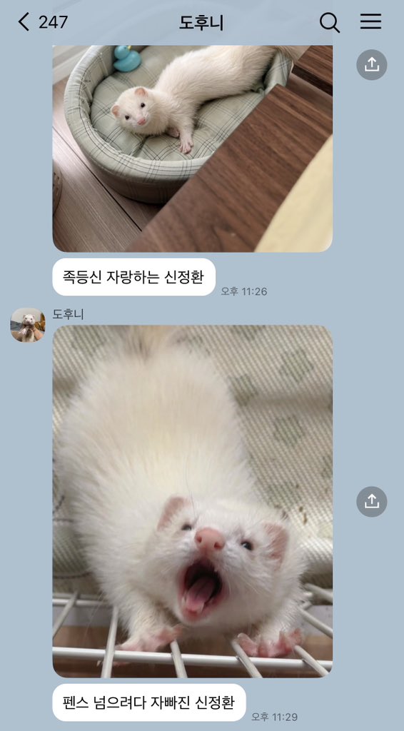 dncalypso's tweet photo. 족제비 열받게하기
#도닏 https://t.co/Pt5cHLLD7y