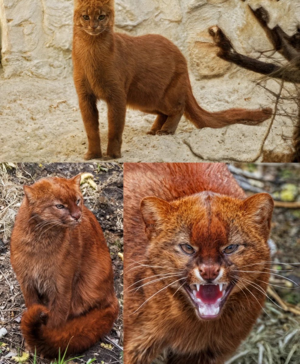 AnimalGeoLife's tweet photo. Have you ever seen a Jaguarundi cat before? https://t.co/69ODMBqt01