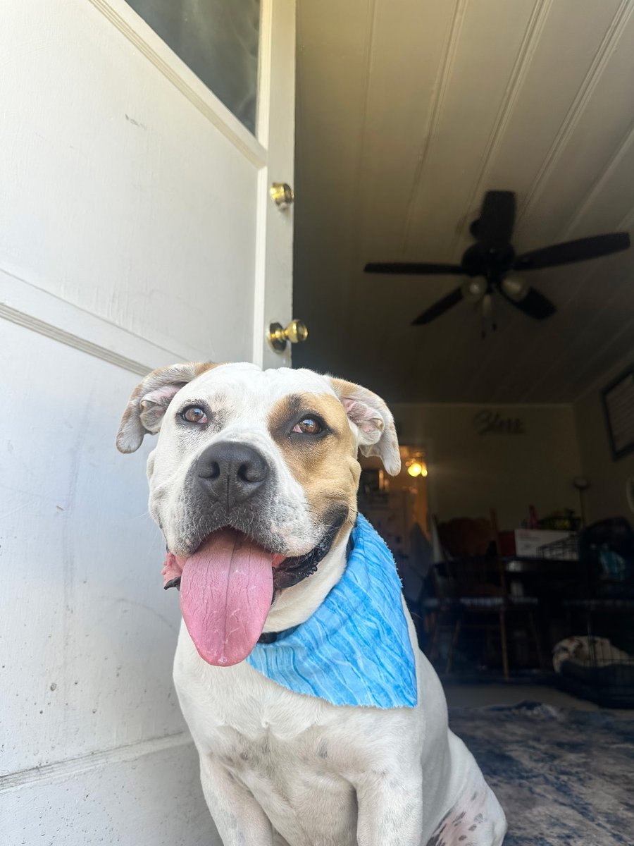 joey_tuccio's tweet photo. Last year, civilians had to go to Skid Row and rescue three dogs from a known gang member. Even an owner told the police that one of the dogs was stolen, the police told the owner to leave, siding with the gang member. This dog would be dead if it wasn’t for the bravery of citizens.