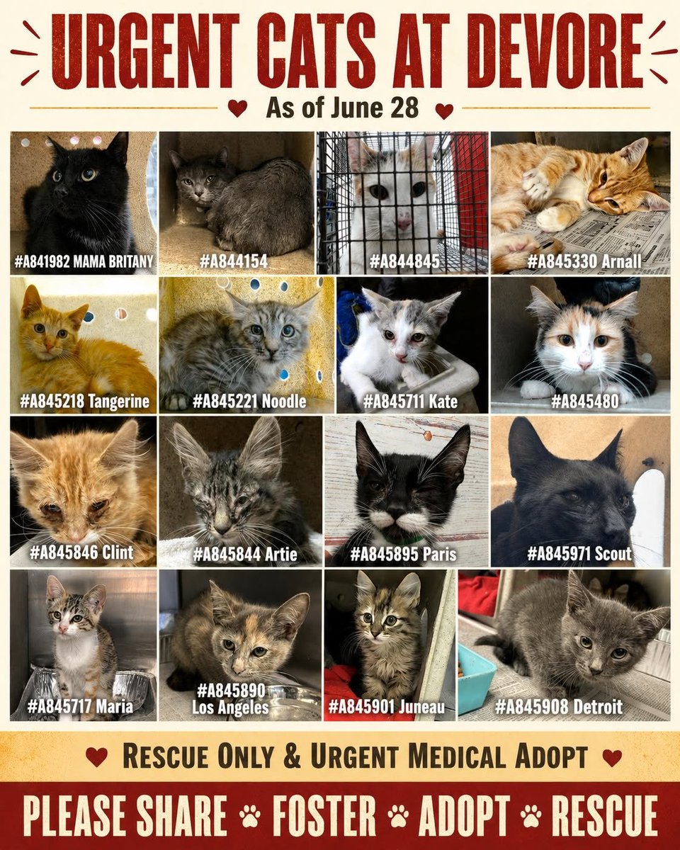 lordi1960's tweet photo. https://t.co/bsvx5KtIvC
🆘 Urgent Cats at Devore Animal Shelter — As of June 28 🆘
📌 A quick reminder: Devore cat updates have moved to our new page @fFriends of Devore Shelter Cats   Please give it a follow to see newly arrived kittens, medical waivers, rescue-only cats, and other urgent updates.
🆘 URGENT RESCUE ONLY 🆘
These cats/kittens are currently listed as Urgent Rescue Only and need rescue placement:
• #A841982 BRITANY — her kittens were adopted
• #A844154 Nadav
• #A844845 Cali Sue
• #A845218 Tangerine — kitten
• #A845221 Noodle — kitten
• #A845330 Arnall — kitten RESCUED❤️
• #A845480 Felicia
• #A845711 Kate — kitten
 🆘URGENT MEDICAL ADOPT 🆘
These cats/kittens are currently listed as Urgent Medical Adopt and need help:
• #A845717 Maria — kitten
• #A845971 Scout
Kenneled together:
• #A845844 Artie — kitten RESCUED❤️
• #A845846 Clint — kitten RESCUED❤️
Kenneled together:
• #A845890 Los Angeles — kitten
• #A845895 Paris — kitten
• #A845901 Juneau — kitten RESCUED❤️
• #A845908 Detroit — kitten
▶️ Devore Animal Shelter
19777 Shelter Way
San Bernardino, CA 92407
▶️ (909) 386-9820
Press 2 for Devore Shelter
Press 3 to speak with a shelter agent
Rescues: press 1 to speak with the Rescue Coordinator
▶️ Rescue Coordinator:
SBAC.rescue@dph.sbcounty.gov
▶️ Please share and tag rescues, adopters, and experienced fosters. Visibility can save lives.
▶️ Voluntarily bringing exposure to Devore shelter cats — not affiliated with the shelter.