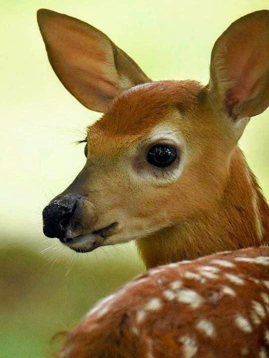 trysenna's tweet photo. @MaryKline87 like a doe, especially in headlights https://t.co/c73YFpKzih