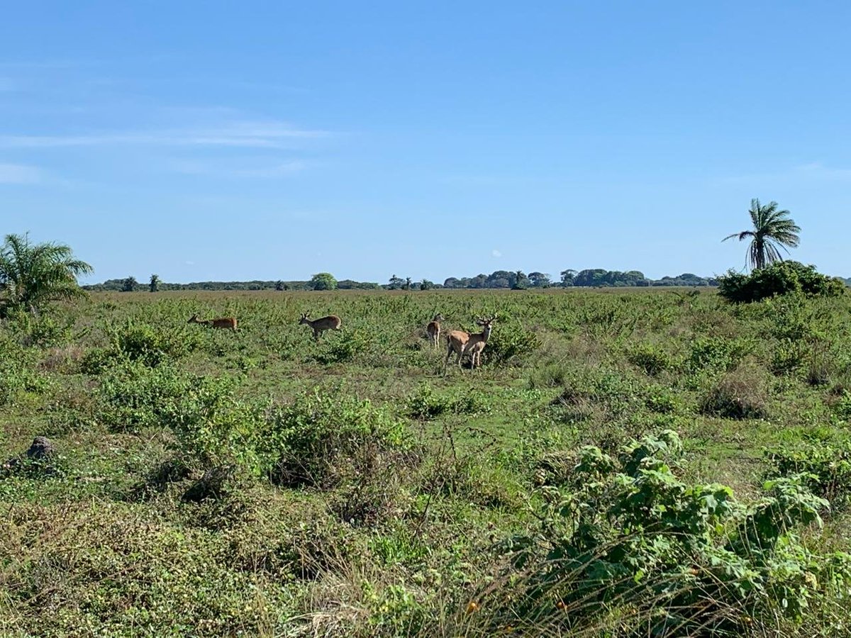 Pl_hatocorozal's tweet photo. Nuestro compromiso va más allá de la ganadería: también protegemos la fauna silvestre, porque conservar la vida y la naturaleza es parte de nuestro propósito.🦌🌿
#faunasilvestre

@Fedegan 
@jflafaurie 
@ComiteHato https://t.co/90a97jHlEs
