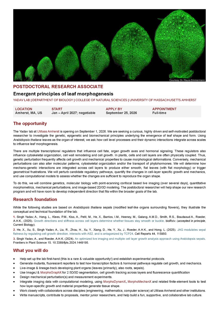 Morpholosophist's tweet photo. Please repost!

🌿 Postdoctoral position available in the Yadav Lab at UMass Amherst! 🌿

Apply by September 25, 2026.  Please see the advertisement below. https://t.co/WAfLIVN7at

We are seeking a #postdoc to investigate the genetic, epigenetic and biomechanical principles underlying the leaf morphogenesis.

Applicants with formal training in cell wall biology, mechanics and/or mechanical modeling are especially encouraged to apply.

 #PlantScience #DevelopmentalBiology #Morphogenesis #Mechanobiology #Biomechanics #ComputationalBiology #QuantitativeBiology #LiveImaging #Microscopy #Arabidopsis #AcademicJobs #ResearchJobs #UMassAmherst #NewPI #ScienceJobs  #Biophysics #SystemsBiology