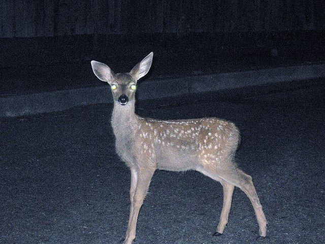 trysenna's tweet photo. @MaryKline87 like a doe, especially in headlights https://t.co/c73YFpKzih