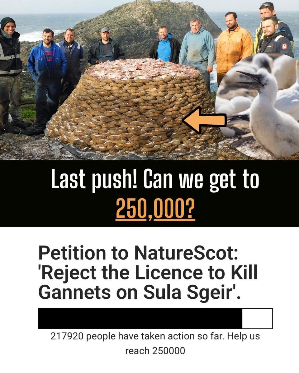 ProtectTheWild_'s tweet photo. LAST PUSH! Can we get 250,000 people demanding an end to the killing of Gannet chicks? https://t.co/4TgySDnatp