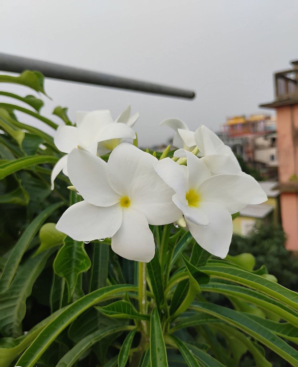 Realabhijeet2's tweet photo. Happy #twosdays tuesday!!🌸🌸

#twosdays #flowers #nature #tuesdayvibe #FlowersOnX https://t.co/402bMPtxjW