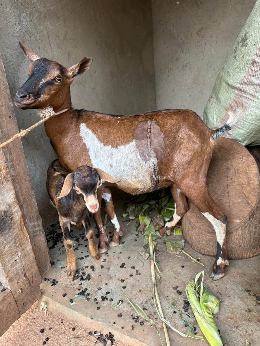 harderHB's tweet photo. Animal Lives Matter. No More losing Mother Goats while giving Birth.. C-Operations now available. https://t.co/WIgkM2niOq