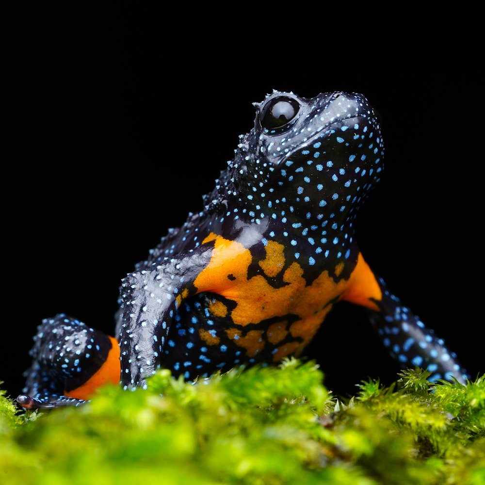 AMAZlNGNATURE's tweet photo. This is the galaxy frog, named for its star-like markings

Their dark skin is speckled with bright blue spots and vivid orange markings that resemble a star-filled sky https://t.co/Eosr3eJKQ7